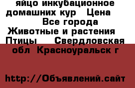 яйцо инкубационное домашних кур › Цена ­ 25 - Все города Животные и растения » Птицы   . Свердловская обл.,Красноуральск г.